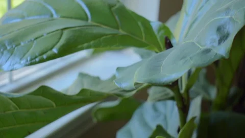 House plants in window Stock Footage 129634512