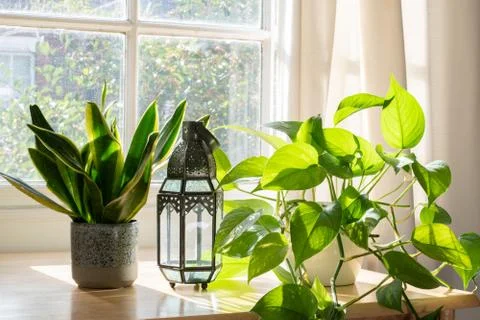 House plants in the window inside a beautiful new home or flat Stock Photos
