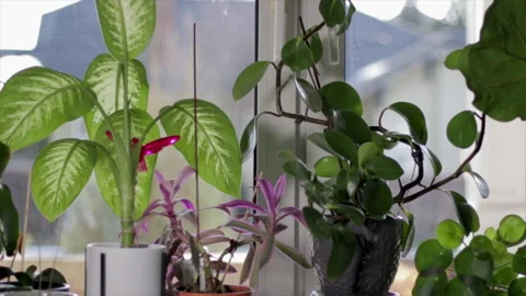  House plants in window. Potted plants on window sill during the morning time. V Vídeo Stock 149786404