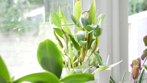 House plants on a window sill while it's cold and rainy outside Stock Footage 251515824