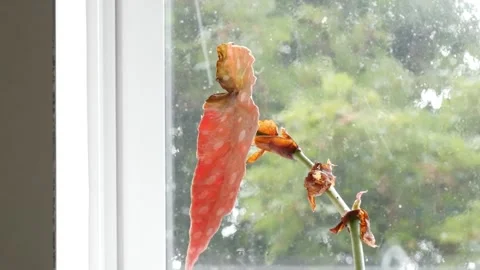 House plants on a window sill while it's cold and rainy outside Stock Footage 251515878
