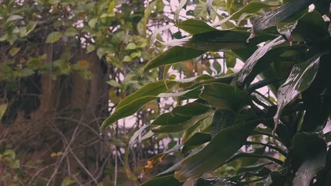 House Raining Stock Footage 156006263