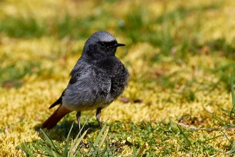 House redstart on the ground Stock Photos