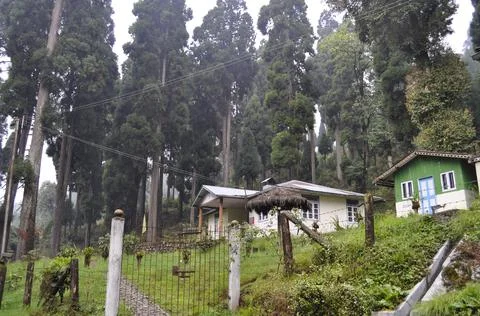 House in remote pine forest ,white vehicle on road Foto stock