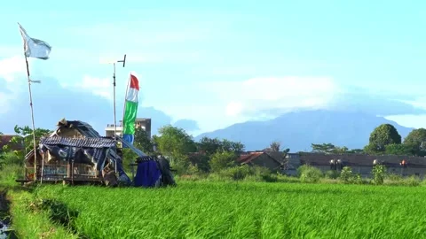 House in the rice fields, flags fluttering in the wind 스톡 동영상 273954920