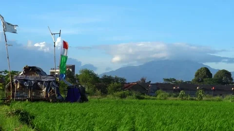 House in the rice fields, flags fluttering in the wind 스톡 동영상 273955109