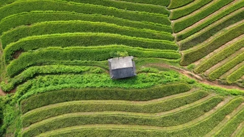 House in Rice Fields seen from above in Vietnam 库存影片 252648743