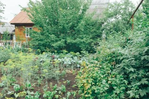 House with a small garden in the summer Foto stock