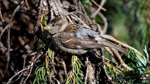 House sparrow after the bath Stock Footage 83650370