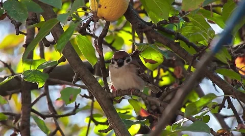 House Sparrow in apple tree, Passer domesticus Video stock 41592403