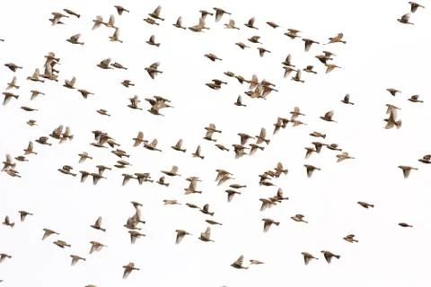 House sparrow background Stock Photos