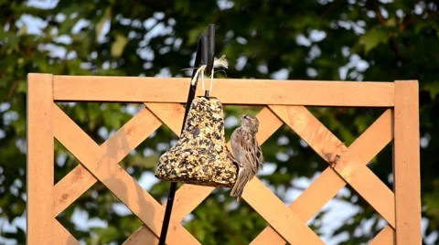 House Sparrow on a backyard feeder Stock Footage 41151778