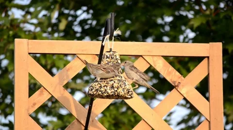 House Sparrow on a backyard feeder Stock Footage 41151809