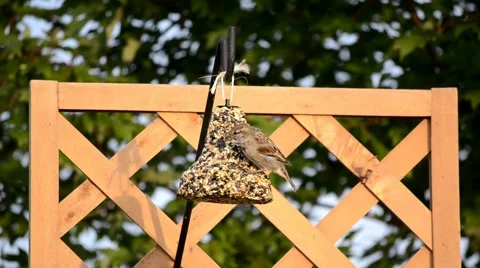 House Sparrow on a backyard feeder Stock Footage 41158831