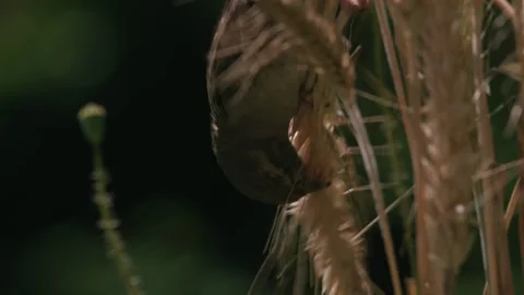 A house sparrow balances upside down on crops, actively pecking at the grains 스톡 동영상 331564816