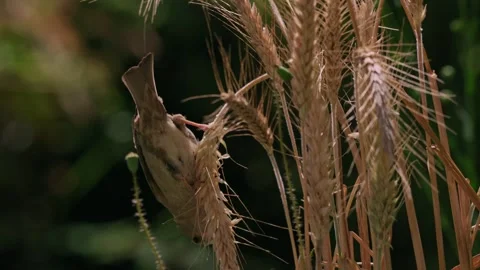 A house sparrow balances upside down on crops, actively pecking at the grains Vídeo Stock 331564830