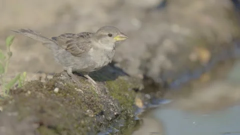 House sparrow bird Stock Footage 344276452