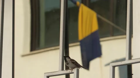 House Sparrow Bird Singing in Front of Bosnian Flag, Symbol of Hope, Bosnia Stock-Footage 219892020