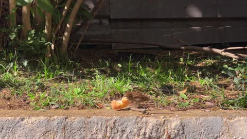 House sparrow brown small bird eat bread crumb on grassy curb 库存影片 335247936
