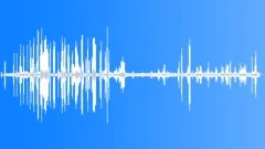 House Sparrow Calls CU Sound Effect