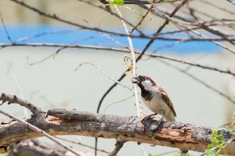 House Sparrow captured while perching on a branch and singing Stock Photos