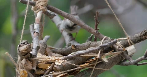 House sparrow  close up Stock Footage 130593080
