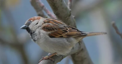 House sparrow  close up Stock Footage 130593130