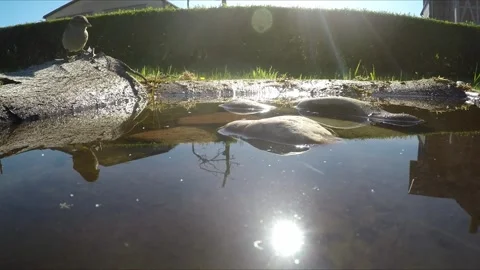 A house sparrow drinking from a birdbath  (Passer domesticus) Stock Footage 336630754