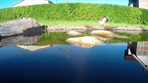 A house sparrow drinking from a birdbath  (Passer domesticus) Stock Footage 336630870