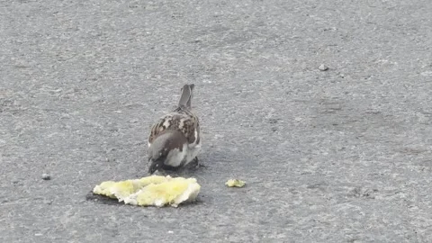 House Sparrow Eating Bread Stock Footage 335915336