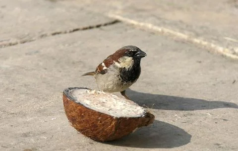 House Sparrow eating from a Coconut Suet Shell from the ground Stock Photos