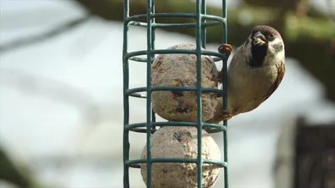 The house sparrow eats the bird's beak. Slow motion Video stock 145203802