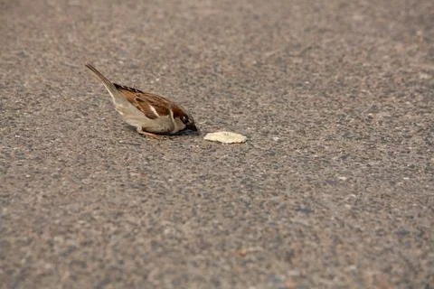 House sparrow eats some bread off the ground Stock Photos