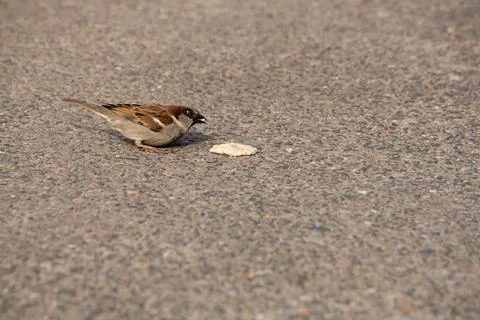 House sparrow eats some bread off the ground Stock Photos