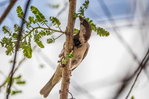 House Sparrow feeding itself while perching on a branch Stock-Fotos