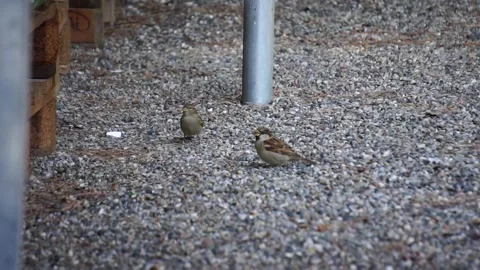 House sparrow feeding on pine cone fruits in Autumn Durres beach, Albania. Stock Footage 313751682