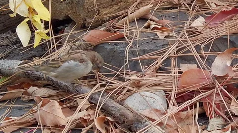 House sparrow female foraging in leaf litter, camouflage, slomo, 4k Stock-Footage 253668237
