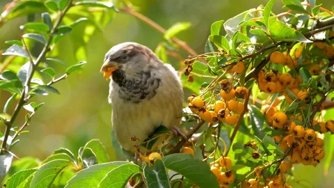 House sparrow in firethorn Stock-Footage 80177544