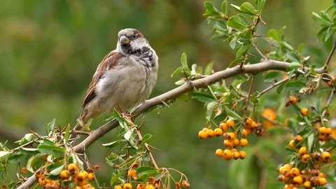 House sparrow in firethorn Stock Footage 80178076