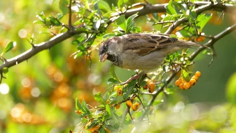 House sparrow in firethorn Vidéo 80178310