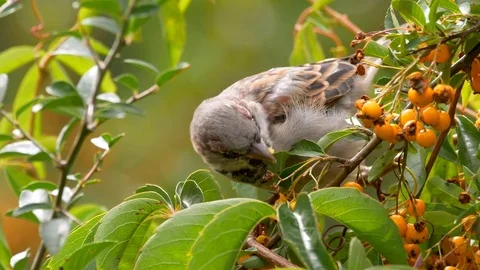 House sparrow in firethorn Stock Footage 80217244