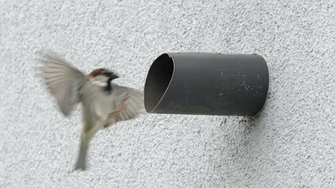 House sparrow flying to a wall pipe and stumbling while landing on the edge Vídeos de archivo 334332386