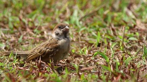 House Sparrow Stock Footage 30587839
