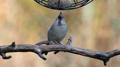 House sparrow Stock Footage 98240885