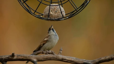 House sparrow Stock Footage 98241063
