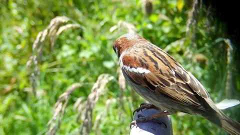 House Sparrow Video stock 280014148