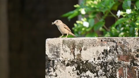 House sparrow. Stock Footage 280167131