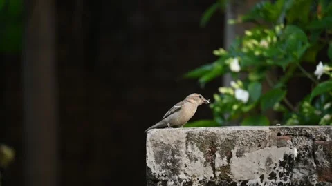 House sparrow. Video stock 280227589