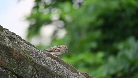 House sparrow. Vídeos de archivo 289960435