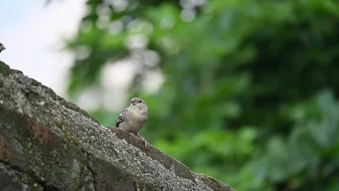 House sparrow. 库存影片 289960511